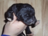 Filename=Tom_de_Anaise_1.JPG
Filesize=137KiB
Dimensions=640x480
Date added=%686 %01, %2010 Tom_de_Anaise_1.JPG