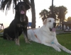 Filename=Tom_de_Anaise_6_meses_con_Nero.JPG
Filesize=496KiB
Dimensions=966x754
Date added=%603 %26, %2010 Tom_de_Anaise_6_meses_con_Nero.JPG