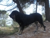 Filename=Tom_de_Anaise_7_meses.JPG
Filesize=655KiB
Dimensions=1024x768
Date added=%695 %19, %2010 Tom_de_Anaise_7_meses.JPG