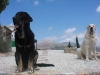 Filename=Tom_de_Anaise_7_meses_con_Nero.JPG
Filesize=515KiB
Dimensions=1024x768
Date added=%693 %19, %2010 Tom_de_Anaise_7_meses_con_Nero.JPG