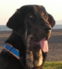 Filename=Tom_de_Anaiss_5_meses.JPG
Filesize=422KiB
Dimensions=832x922
Date added=%582 %20, %2010 Tom_de_Anaiss_5_meses.JPG