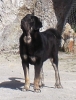 Filename=Tom_observando.JPG
Filesize=159KiB
Dimensions=347x455
Date added=%897 %02, %2011 Tom_observando.JPG
