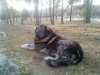 Filename=Torrente_de_Babia_9.jpg
Filesize=22KiB
Dimensions=320x240
Date added=%505 %22, %2012 Torrente_de_Babia_9.jpg