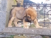 Filename=Turco2.jpg
Filesize=549KiB
Dimensions=800x600
Date added=%901 %27, %2008 Turco2.jpg