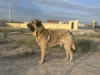 Filename=Turco_de_los_Zumbos.jpg
Filesize=128KiB
Dimensions=960x720
Date added=%826 %09, %2015 Turco_de_los_Zumbos.jpg