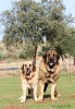 Filename=Varro_del_Molino_de_la_Roma___Reina_de_Torrestio.JPG
Filesize=78KiB
Dimensions=432x623
Date added=%688 %13, %2014 Varro_del_Molino_de_la_Roma___Reina_de_Torrestio.JPG