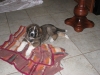 Filename=Vici_6.jpg
Filesize=124KiB
Dimensions=732x549
Date added=%708 %18, %2009 Vici_6.jpg