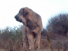 Filename=Watson_.JPG
Filesize=463KiB
Dimensions=1280x960
Date added=%673 %29, %2008 Watson_.JPG