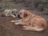 Filename=Watson_y_Sancho.JPG
Filesize=455KiB
Dimensions=1280x960
Date added=%884 %29, %2008 Watson_y_Sancho.JPG
