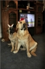 Filename=Wilkerson-Pass-post-trip.jpg
Filesize=54KiB
Dimensions=667x1000
Date added=%617 %29, %2008 Wilkerson-Pass-post-trip.jpg