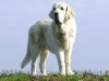 Filename=Woody_2006-04-17_02.jpg
Filesize=95KiB
Dimensions=516x388
Date added=%800 %16, %2007 Woody_2006-04-17_02.jpg