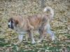 Filename=Xanto_fall_leaves_6_mos_old.jpg
Filesize=239KiB
Dimensions=1024x768
Date added=%153 %12, %2010 Xanto_fall_leaves_6_mos_old.jpg