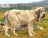 Filename=ZAMBRA.jpg
Filesize=296KiB
Dimensions=600x471
Date added=%725 %03, %2012 ZAMBRA.jpg