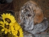 Filename=Zaca_with_sunflowers.jpg
Filesize=227KiB
Dimensions=1024x768
Date added=%860 %05, %2011 Zaca_with_sunflowers.jpg
