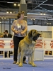 Zeltia_de_Basillon_enCentenario_Canina_2011.jpg