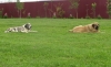 Filename=Zhuzha_and_Gora.jpg
Filesize=167KiB
Dimensions=835x511
Date added=%403 %27, %2009 Zhuzha_and_Gora.jpg