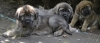 Filename=_DSC0339.JPG
Filesize=91KiB
Dimensions=904x391
Date added=%518 %21, %2011 _DSC0339.JPG