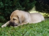 Filename=a-Gaia_7t_1.jpg
Filesize=126KiB
Dimensions=450x337
Date added=%387 %02, %2006 a-Gaia_7t_1.jpg