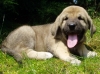 Filename=a-Gorga_6t_3.jpg
Filesize=141KiB
Dimensions=450x337
Date added=%386 %02, %2006 a-Gorga_6t_3.jpg