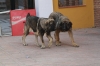 Filename=a.jpg
Filesize=69KiB
Dimensions=778x519
Date added=%266 %25, %2009 a.jpg