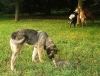Filename=aliya_goats92109_jpg.JPG
Filesize=278KiB
Dimensions=588x450
Date added=%131 %22, %2009 aliya_goats92109_jpg.JPG