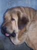 Filename=alma.jpg
Filesize=925KiB
Dimensions=900x1200
Date added=%075 %27, %2008 alma.jpg