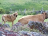 Filename=alma_con_las_vacas.jpg
Filesize=735KiB
Dimensions=858x644
Date added=%981 %28, %2008 alma_con_las_vacas.jpg