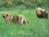 Filename=alma_con_las_vacas4.jpg
Filesize=625KiB
Dimensions=858x644
Date added=%978 %28, %2008 alma_con_las_vacas4.jpg
