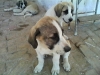 Filename=altAvf-sCD2gbUeQw66Vspq5yMOezcXLavx2I4ER_o8KnWD~0.jpg
Filesize=102KiB
Dimensions=800x600
Date added=%733 %07, %2014 altAvf-sCD2gbUeQw66Vspq5yMOezcXLavx2I4ER_o8KnWD~0.jpg