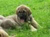 Filename=amaya2.jpg
Filesize=88KiB
Dimensions=640x480
Date added=%910 %01, %2010 amaya2.jpg