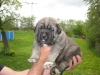 Filename=amaya_16_days_old.jpg
Filesize=64KiB
Dimensions=640x480
Date added=%051 %19, %2010 amaya_16_days_old.jpg