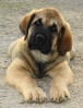 Filename=amos505091.JPG
Filesize=343KiB
Dimensions=629x822
Date added=%207 %06, %2009 amos505091.JPG