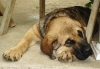 Filename=amos62109.JPG
Filesize=444KiB
Dimensions=1023x713
Date added=%204 %25, %2009 amos62109.JPG