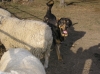 Filename=apolo_9_meses.jpg
Filesize=393KiB
Dimensions=687x515
Date added=%616 %26, %2008 apolo_9_meses.jpg
