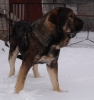 Filename=aslan1.JPG
Filesize=683KiB
Dimensions=1223x1301
Date added=%999 %23, %2013 aslan1.JPG