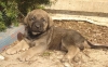 Filename=athena32109.jpg
Filesize=197KiB
Dimensions=543x342
Date added=%948 %22, %2009 athena32109.jpg