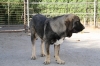 Filename=bacha.jpg
Filesize=106KiB
Dimensions=778x519
Date added=%572 %06, %2009 bacha.jpg