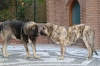 Filename=ba~4.jpg
Filesize=98KiB
Dimensions=778x519
Date added=%302 %26, %2009 ba~4.jpg