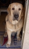 Filename=boscoe9months1.jpg
Filesize=41KiB
Dimensions=254x426
Date added=%148 %29, %2010 boscoe9months1.jpg