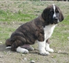 Filename=brindle_pup.jpg
Filesize=39KiB
Dimensions=300x274
Date added=%147 %20, %2010 brindle_pup.jpg