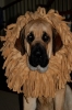 Filename=bruiserhalloween.jpg
Filesize=86KiB
Dimensions=428x640
Date added=%346 %03, %2009 bruiserhalloween.jpg