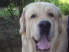 Filename=cabeza_Titan_1.JPG
Filesize=157KiB
Dimensions=640x480
Date added=%500 %24, %2009 cabeza_Titan_1.JPG