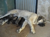 Filename=cachorros_002.jpg
Filesize=134KiB
Dimensions=640x480
Date added=%683 %21, %2007 cachorros_002.jpg