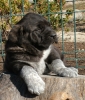 Filename=cachorros_003.jpg
Filesize=448KiB
Dimensions=600x700
Date added=%433 %11, %2008 cachorros_003.jpg