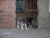 Filename=cachorros_066~0.jpg
Filesize=127KiB
Dimensions=640x480
Date added=%511 %04, %2008 cachorros_066~0.jpg