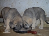 Filename=cachorros_090.jpg
Filesize=126KiB
Dimensions=640x480
Date added=%509 %04, %2008 cachorros_090.jpg