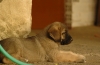 Filename=cachorros_bartolo_tormenta_044.JPG
Filesize=263KiB
Dimensions=2000x1300
Date added=%498 %04, %2008 cachorros_bartolo_tormenta_044.JPG