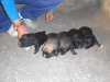 Filename=cae.jpg
Filesize=116KiB
Dimensions=768x576
Date added=%357 %22, %2008 cae.jpg