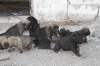 Filename=cama~0.jpg
Filesize=89KiB
Dimensions=778x519
Date added=%247 %23, %2009 cama~0.jpg