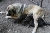 Filename=cam~4.jpg
Filesize=98KiB
Dimensions=778x519
Date added=%248 %23, %2009 cam~4.jpg